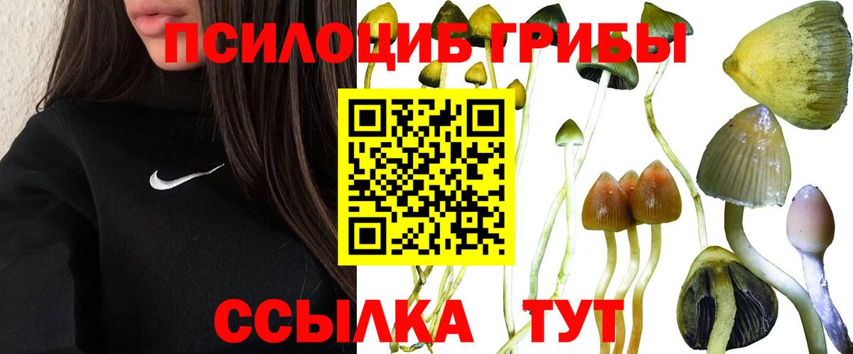 купить наркоту  Псилоцибиновые грибы GOLDEN TEACHER  Вход с VPN  Моршанск 